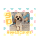 HappyBathPepのお友達C（個別スタンプ：9）