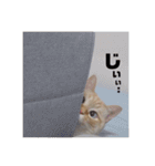 リズ 日常（個別スタンプ：6）