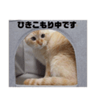 リズ 日常（個別スタンプ：24）