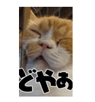 ホラ猫BIGスタンプ（個別スタンプ：3）