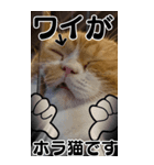ホラ猫BIGスタンプ（個別スタンプ：4）