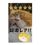 ホラ猫BIGスタンプ（個別スタンプ：6）