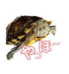 我が家のカメたん（個別スタンプ：1）
