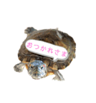 我が家のカメたん（個別スタンプ：3）