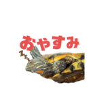 我が家のカメたん（個別スタンプ：4）