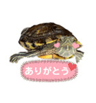 我が家のカメたん（個別スタンプ：5）