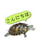 我が家のカメたん（個別スタンプ：6）