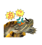 我が家のカメたん（個別スタンプ：7）