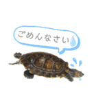我が家のカメたん（個別スタンプ：9）