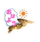 我が家のカメたん（個別スタンプ：10）
