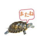 我が家のカメたん（個別スタンプ：15）