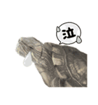 我が家のカメたん（個別スタンプ：16）