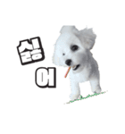 ソミ＆（個別スタンプ：5）