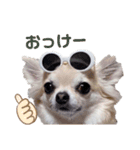 キキちゃんずスタンプ（個別スタンプ：14）