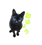 黒猫がかわいいだけの普通のスタンプ（個別スタンプ：1）