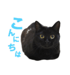黒猫がかわいいだけの普通のスタンプ（個別スタンプ：2）