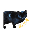 黒猫がかわいいだけの普通のスタンプ（個別スタンプ：3）