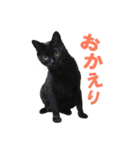 黒猫がかわいいだけの普通のスタンプ（個別スタンプ：4）