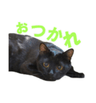 黒猫がかわいいだけの普通のスタンプ（個別スタンプ：5）