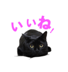黒猫がかわいいだけの普通のスタンプ（個別スタンプ：6）