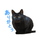 黒猫がかわいいだけの普通のスタンプ（個別スタンプ：7）