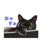 黒猫がかわいいだけの普通のスタンプ（個別スタンプ：8）