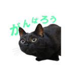黒猫がかわいいだけの普通のスタンプ（個別スタンプ：9）