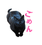 黒猫がかわいいだけの普通のスタンプ（個別スタンプ：10）