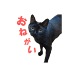 黒猫がかわいいだけの普通のスタンプ（個別スタンプ：11）