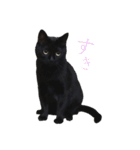 黒猫がかわいいだけの普通のスタンプ（個別スタンプ：12）