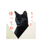 黒猫がかわいいだけの普通のスタンプ（個別スタンプ：14）