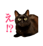 黒猫がかわいいだけの普通のスタンプ（個別スタンプ：15）