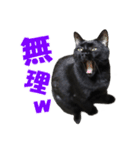 黒猫がかわいいだけの普通のスタンプ（個別スタンプ：16）