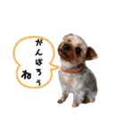 外山家の愉快な仲間たち Ⅴ（個別スタンプ：4）