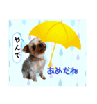 外山家の愉快な仲間たち Ⅴ（個別スタンプ：6）