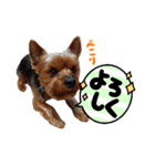 外山家の愉快な仲間たち Ⅴ（個別スタンプ：11）