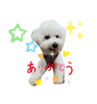 ビションフリーゼ犬なごみ No.7（個別スタンプ：1）