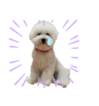 ビションフリーゼ犬なごみ No.7（個別スタンプ：2）
