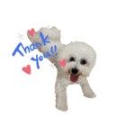 ビションフリーゼ犬なごみ No.7（個別スタンプ：3）