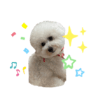 ビションフリーゼ犬なごみ No.7（個別スタンプ：5）