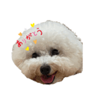 ビションフリーゼ犬なごみ No.7（個別スタンプ：6）