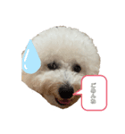 ビションフリーゼ犬なごみ No.7（個別スタンプ：7）