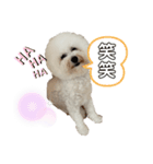 ビションフリーゼ犬なごみ No.7（個別スタンプ：8）