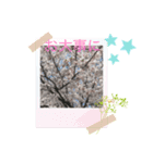 桜のスタンプだよ4（個別スタンプ：3）