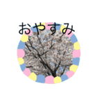 桜のスタンプだよ4（個別スタンプ：7）