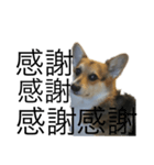 感謝コーギー（個別スタンプ：16）