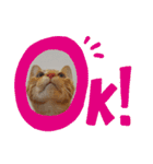 黒猫あずきとトラ猫ちび太（個別スタンプ：1）