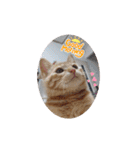 黒猫あずきとトラ猫ちび太（個別スタンプ：3）