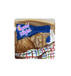 黒猫あずきとトラ猫ちび太（個別スタンプ：4）