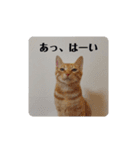 黒猫あずきとトラ猫ちび太（個別スタンプ：5）